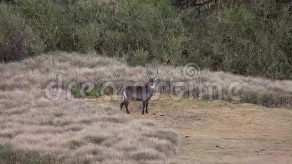 在肯尼亚山国家公园的草原丛林森林中奔跑的可爱的小腼腆的鹿野生动物4k视频的预览图