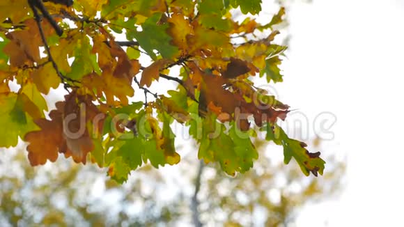 秋天的黄干橡树背景模糊视频的预览图