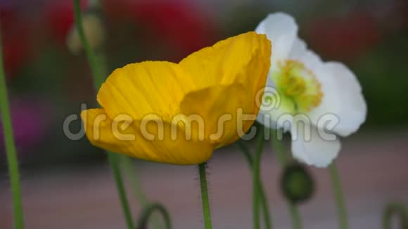 特写黄白花在风中吹起视频的预览图