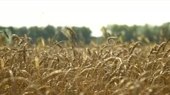 联合收割机收割小麦一个普希萨的区域接近黄色的麦穗联合收割机收割庄稼视频的预览图
