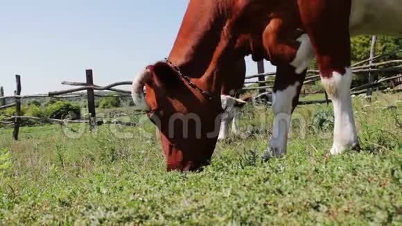 美丽的红发母牛额头上有一个白斑从下面吃草视频的预览图