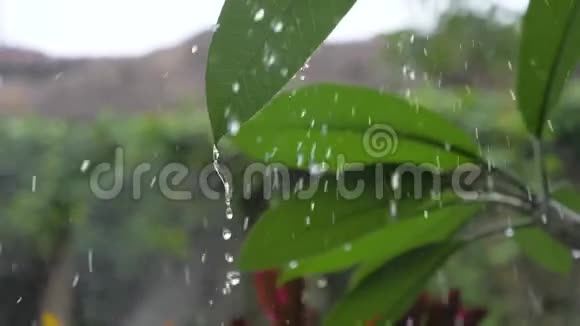 巴厘岛的热带暴雨视频的预览图
