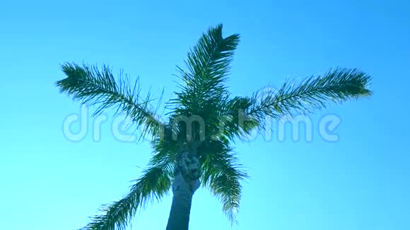 棕榈树对抗蓝天视频的预览图