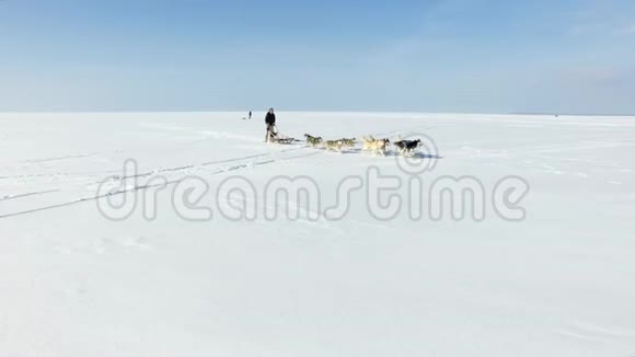 在冰冻的海湾训练雪橇狗视频的预览图