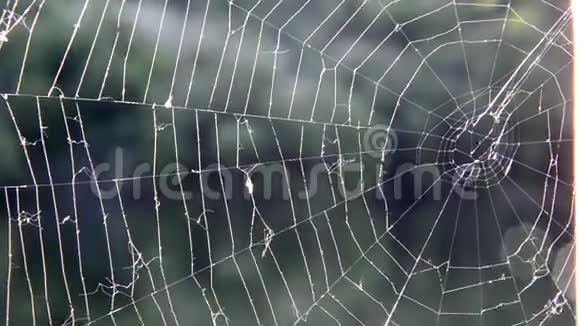 在森林里蜘蛛网视频的预览图