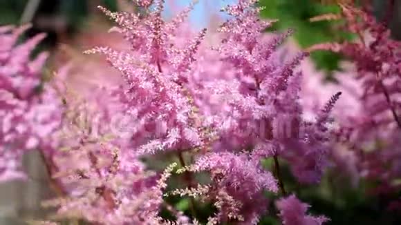 夏日里的粉色花朵在药剂师的花园里视频的预览图