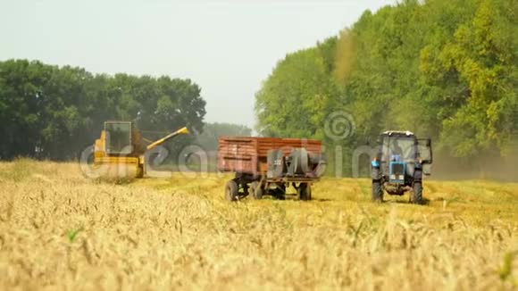 组合在黄麦地收割庄稼汽车在季节性收割时工作农业小麦地视频的预览图