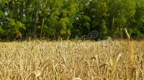 晴天农业联合收割机收割小麦一个普希萨的区域接近黄色的麦穗视频的预览图