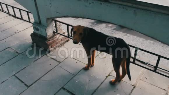 无家可归的饥饿的狗在佐治亚州的锡尼亚吉市的街道上游荡街上的狗没有主人视频的预览图