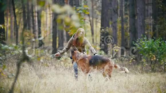 一位年轻迷人的女士她的红头发和她的宠物德国牧羊犬在秋林散步狗跑了视频的预览图
