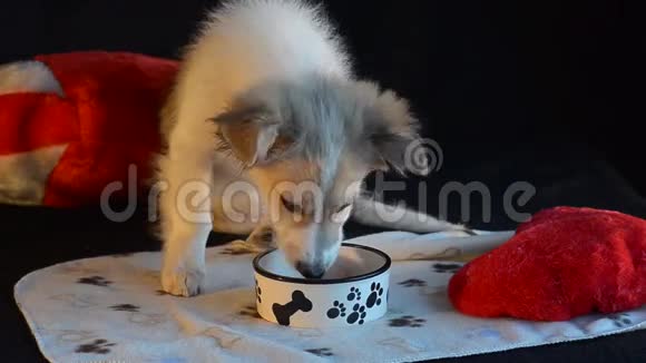 小狗把碗里的食物吃完了黑色背景和心枕视频的预览图