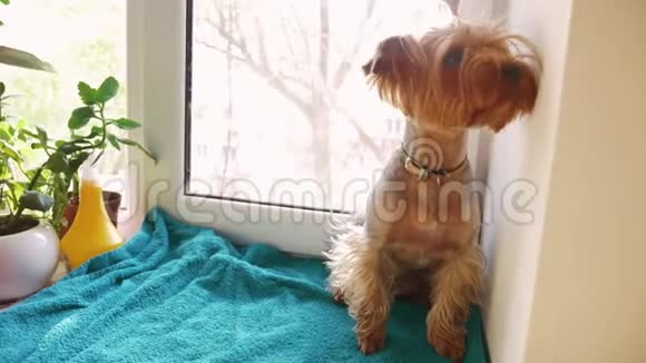 可爱的狗约克郡猎犬坐在窗户上生活方式狗视频的预览图