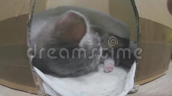 猫妈妈和小猫玩在纸板箱的生活方式宠物有趣的小猫概念视频的预览图
