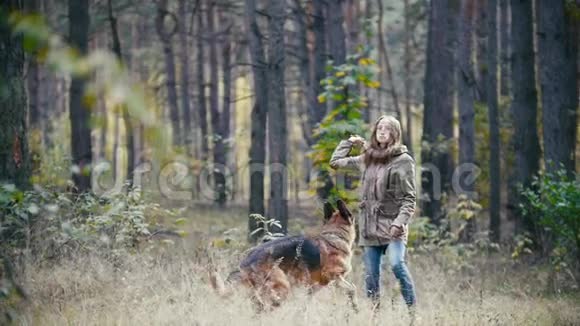 年轻漂亮的漂亮女人红头发和她的宠物德国牧羊犬在秋天的森林里散步玩耍视频的预览图