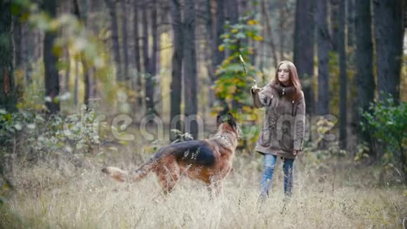 年轻漂亮的漂亮女人红头发和她的宠物德国牧羊犬在秋天的森林里散步视频的预览图