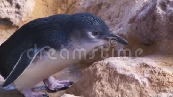 企鹅在水族馆的岩石上行走视频的预览图