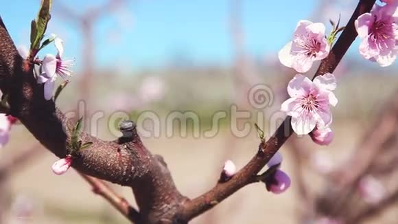 春天美丽的粉红色桃花视频的预览图
