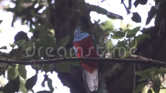 雄性格查尔鸟在树枝上视频的预览图