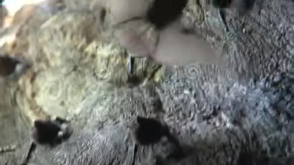 离在死亡树里飞来飞去的蝙蝠很近视频的预览图