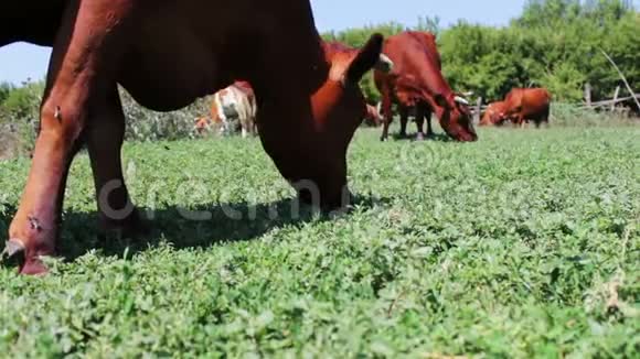牛在近景的田野上放牧奶牛吃草农场牛在牧场放牧农业产业视频的预览图
