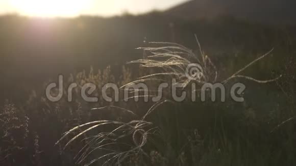 风中草原羽毛草的花朵视频的预览图