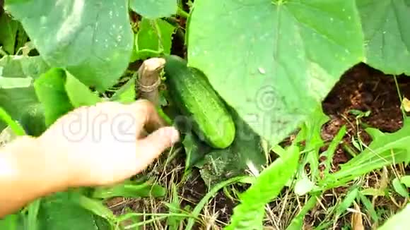 农作物黄瓜有机蔬菜农民视频的预览图