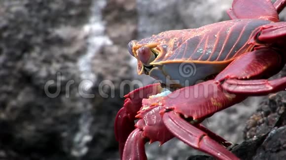 红礁蟹hiosGrapsusgrappsus在太平洋海岸寻找食物视频的预览图