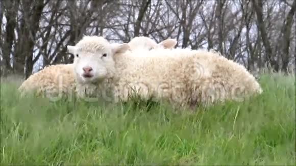 羔羊在草丛中翻腾视频的预览图