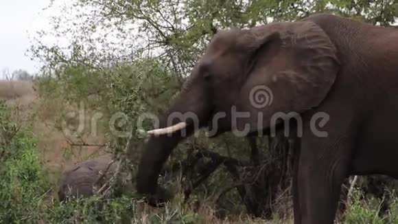 在非洲荒野放牧的大象视频的预览图