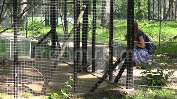 母亲带着蹒跚学步的女孩在动物园的雪貂笼子附近视频的预览图