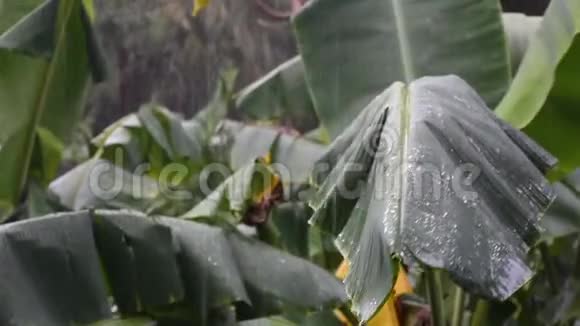 香蕉叶上的雨点视频的预览图