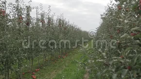 苹果树花园的鸟瞰图视频的预览图