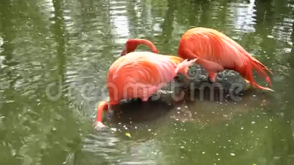 在池塘附近可爱的大火烈鸟视频的预览图