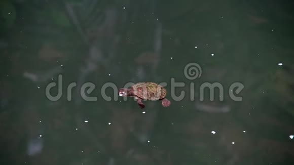 在澳大利亚昆士兰的任务海滩小海龟游泳到底部视频的预览图