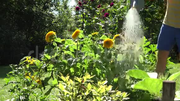 人手用蓝水可以工具浇水向日葵花开在夏季花园4K视频的预览图
