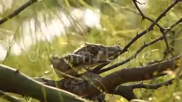 一对斑马鸽子在树枝上视频的预览图