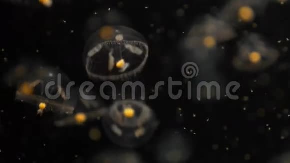 4k近距离拍摄的小海洋水母在暗水下漂浮视频的预览图