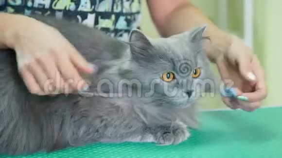 一家兽医诊所里可怕的灰毛绒猫英国长毛猫视频的预览图