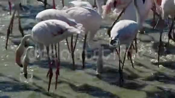 一群4K的粉红色火烈鸟视频的预览图