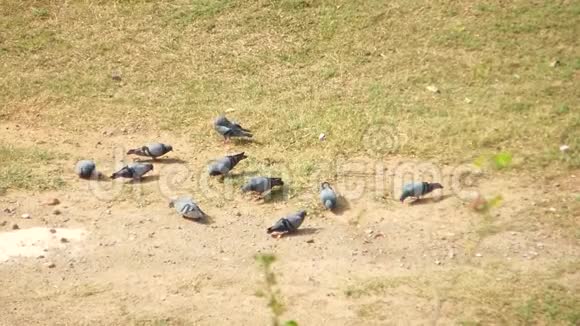 一群鸽子在草地上啄食视频的预览图