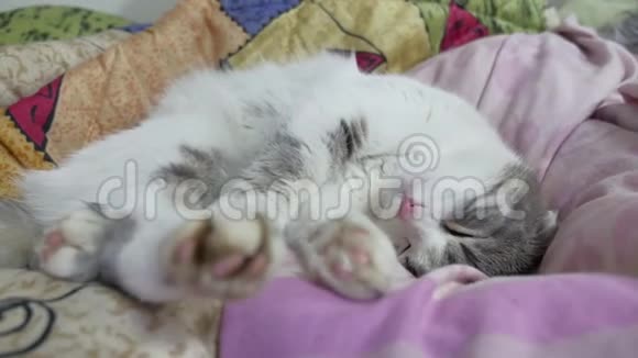 白灰猫躺在床上一只毛茸茸的宠物舒服地躺在毯子上可爱舒适的背景早晨温暖视频的预览图
