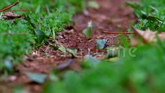 自然界剪叶蚁的特写视频的预览图