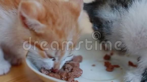 两只可爱的小猫吃健康的猫粮视频的预览图