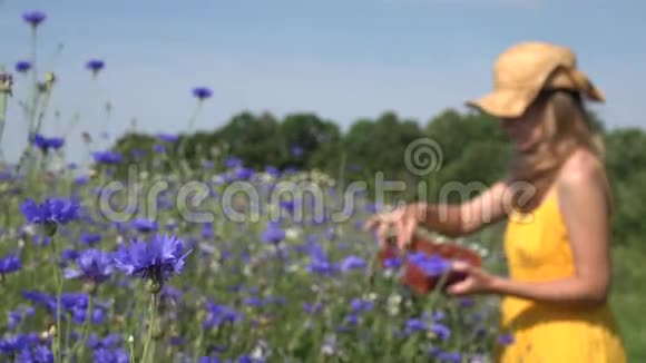 蓝色矢车菊盛开模糊的草药女人收集草药4K视频的预览图