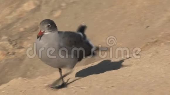 美国加利福尼亚州年轻的灰鸥威斯特海岸视频的预览图