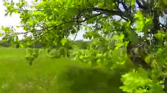 绿色的树斯坦迪卡姆视频的预览图