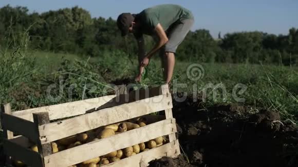 年轻的农民在有机农场的木箱里收获土豆视频的预览图