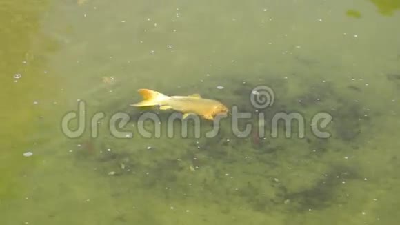 摩纳哥池塘里的金鱼视频的预览图