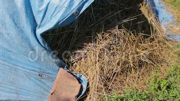 夏天稻草或干草堆在露天被蓝色聚乙烯覆盖视频的预览图