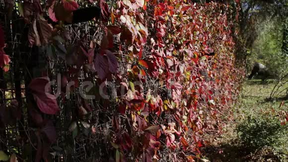 秋天公园里有红色的常春藤叶子视频的预览图